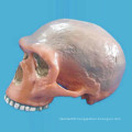 Bullying Charlotte Ernie Skull Medical Anatomic Skeleton Model